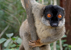 brown_lemur brown_lemur