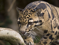 clouded_leopard