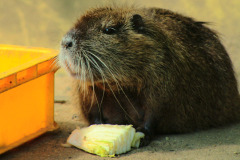 coypu coypu