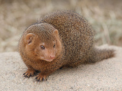dwarf_mongoose dwarf_mongoose