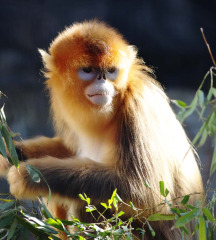 golden_snub-nosed_monkey golden_snub-nosed_monkey