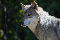 gray_wolf gray_wolf