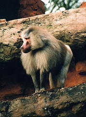 hamadryas_baboon hamadryas_baboon