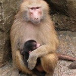 hamadryas_baboon2