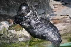 harbor_seal harbor_seal