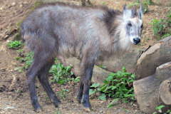 japanese_serow japanese_serow