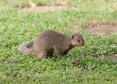 javan_mongoose javan_mongoose