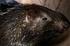 malayan_porcupine malayan_porcupine