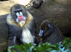 mandrill mandrill
