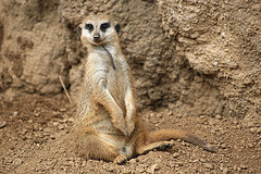 meerkat meerkat