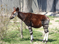 okapi