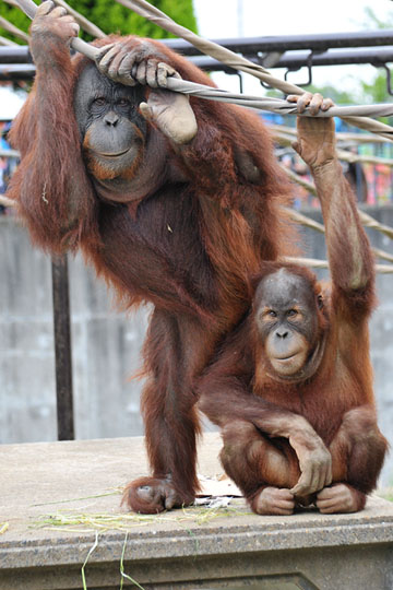 orang-utan