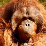 orang-utan2