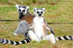 ring-tailed_lemur ring-tailed_lemur