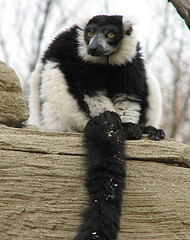 ruffed_lemur