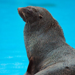 south_african_fur_seal south_african_fur_seal