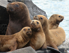 south_american_sea_lion south_american_sea_lion