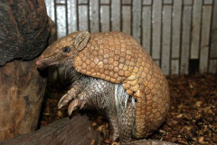 southern_three-banded_armadillo southern_three-banded_armadillo