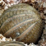 southern_three-banded_armadillo2