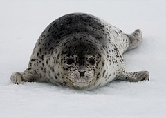 spotted_seal spotted_seal