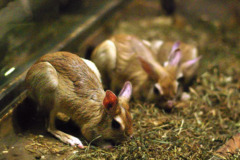 spring_hare spring_hare