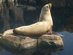 steller_sea_lion steller_sea_lion