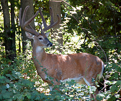virginia_deer virginia_deer