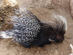 african_porcupine african_porcupine