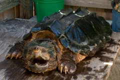 alligator_snapping_turtle alligator_snapping_turtle