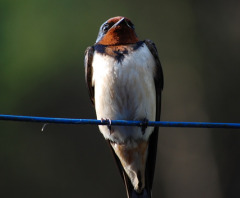 barn_swallow barn_swallow