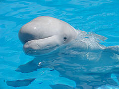 beluga beluga