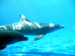 bottlenose_dolphin bottlenose_dolphin