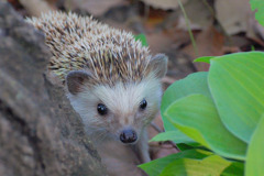 four_toed_hedgehog four_toed_hedgehog