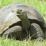 ガラパゴスゾウガメ ガラパゴスゾウガメ