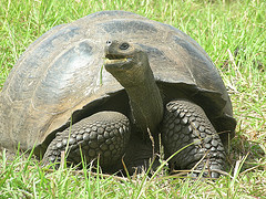 galapagos_giant_tortoise galapagos_giant_tortoise