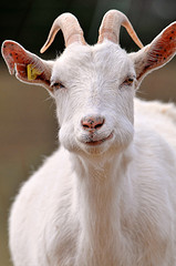 goat goat