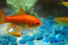 goldfish goldfish