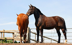 horse