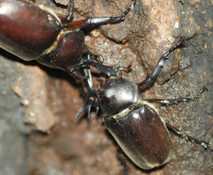 japanese_rhinoceros_beetle japanese_rhinoceros_beetle