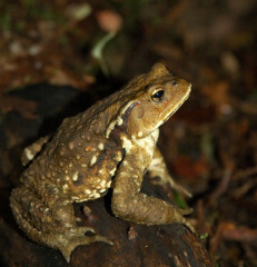 japanese_toad japanese_toad