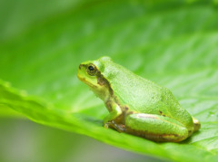 japanese_tree_frog japanese_tree_frog