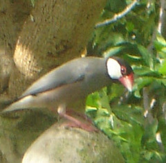 java_sparrow java_sparrow