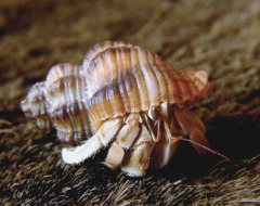 land_hermit_crab land_hermit_crab