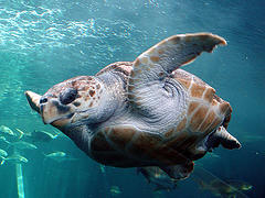 loggerhead_turtle loggerhead_turtle