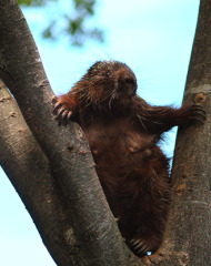 north_american_porcupine north_american_porcupine