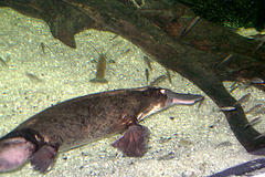 platypus platypus