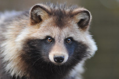 raccoon_dog raccoon_dog