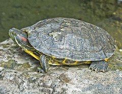 red_eared_slider red_eared_slider