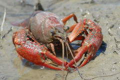 red_swamp_crayfish red_swamp_crayfish
