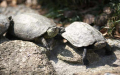 reeves_pond_turtle reeves_pond_turtle